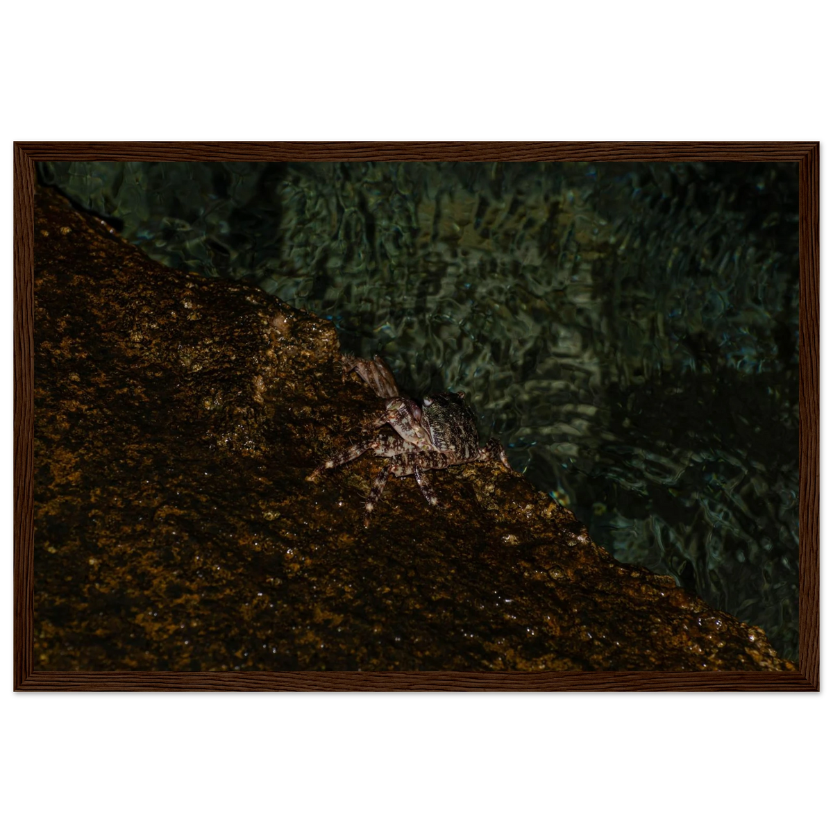 The Crab – crab on the seashore nature photography photo print in a wooden frame