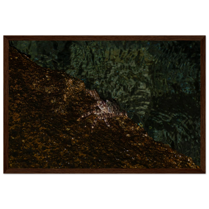 The Crab – crab on the seashore nature photography photo print in a wooden frame