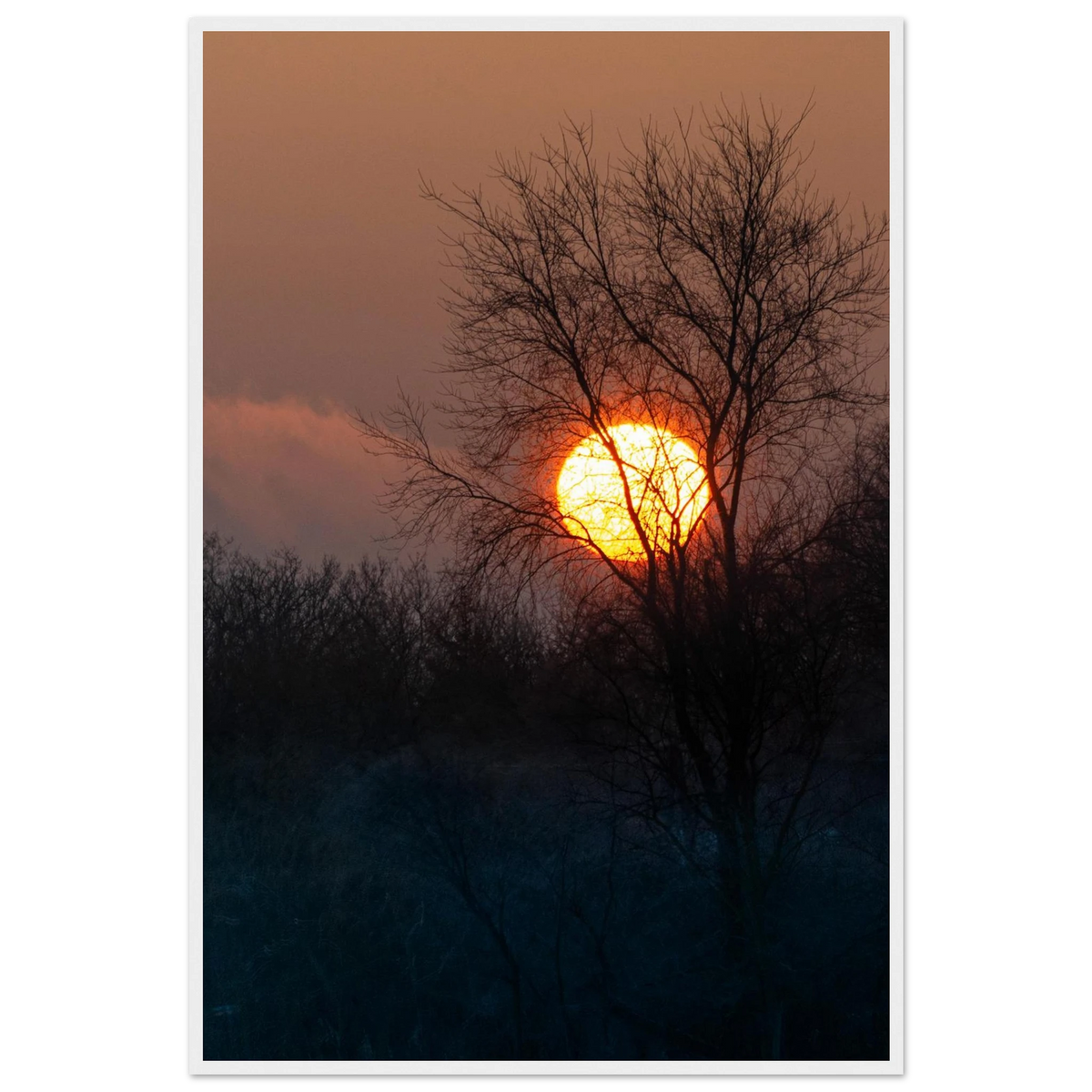 Yellow Crown – sunset behind trees nature photography photo print in a wooden frame