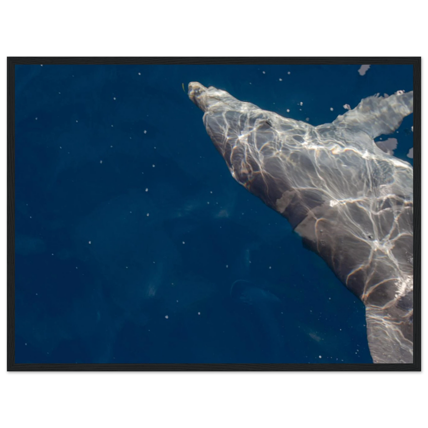 Wooden framed wall art featuring a close-up of a Dolphin swimming under the surface of crystal clear blue sea water