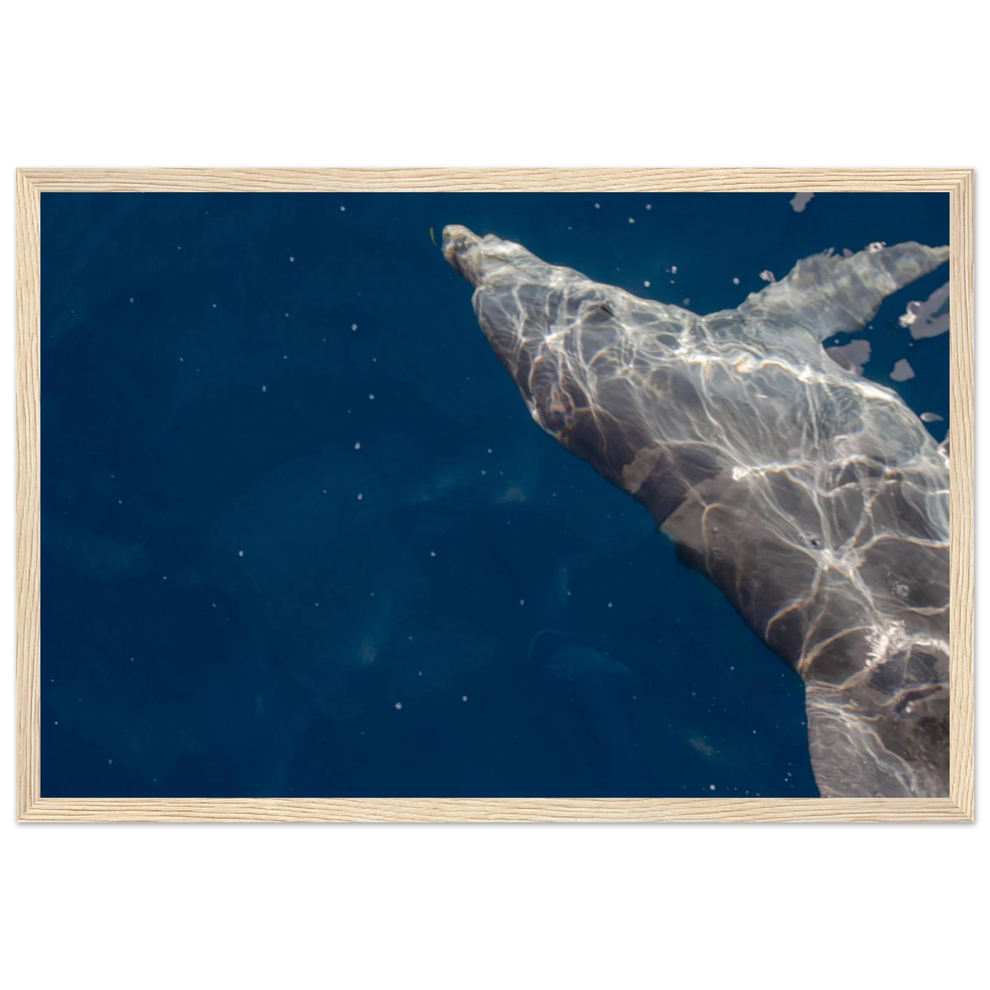 Wooden framed wall art featuring a close-up of a Dolphin swimming under the surface of crystal clear blue sea water