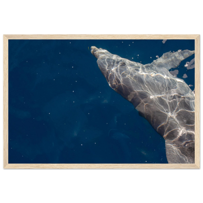 Wooden framed wall art featuring a close-up of a Dolphin swimming under the surface of crystal clear blue sea water