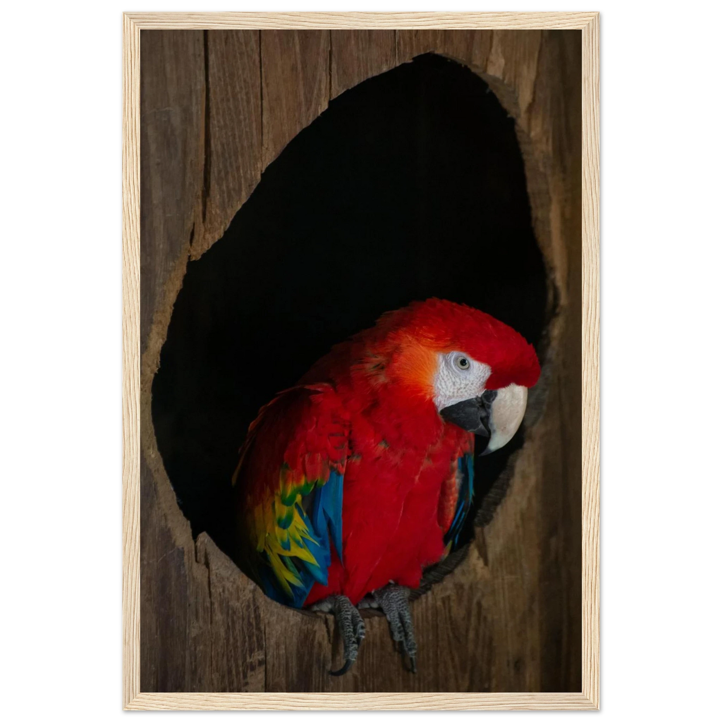 Wooden framed wall art featuring a close-up of a red, blue, and yellow Parrot in a dark wooden nest hole