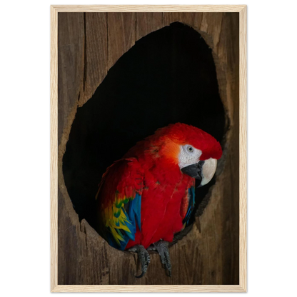 Wooden framed wall art featuring a close-up of a red, blue, and yellow Parrot in a dark wooden nest hole