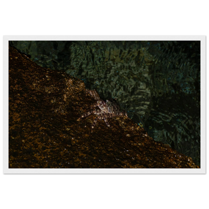 The Crab – crab on the seashore nature photography photo print in a wooden frame