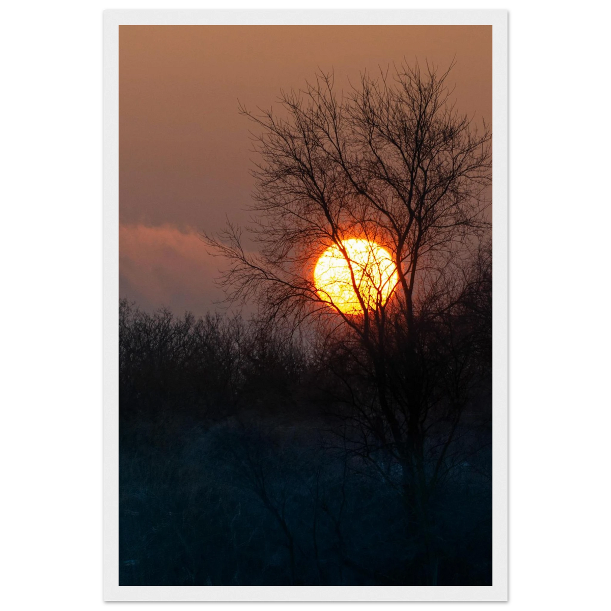 Yellow Crown – sunset behind trees nature photography photo print in a wooden frame