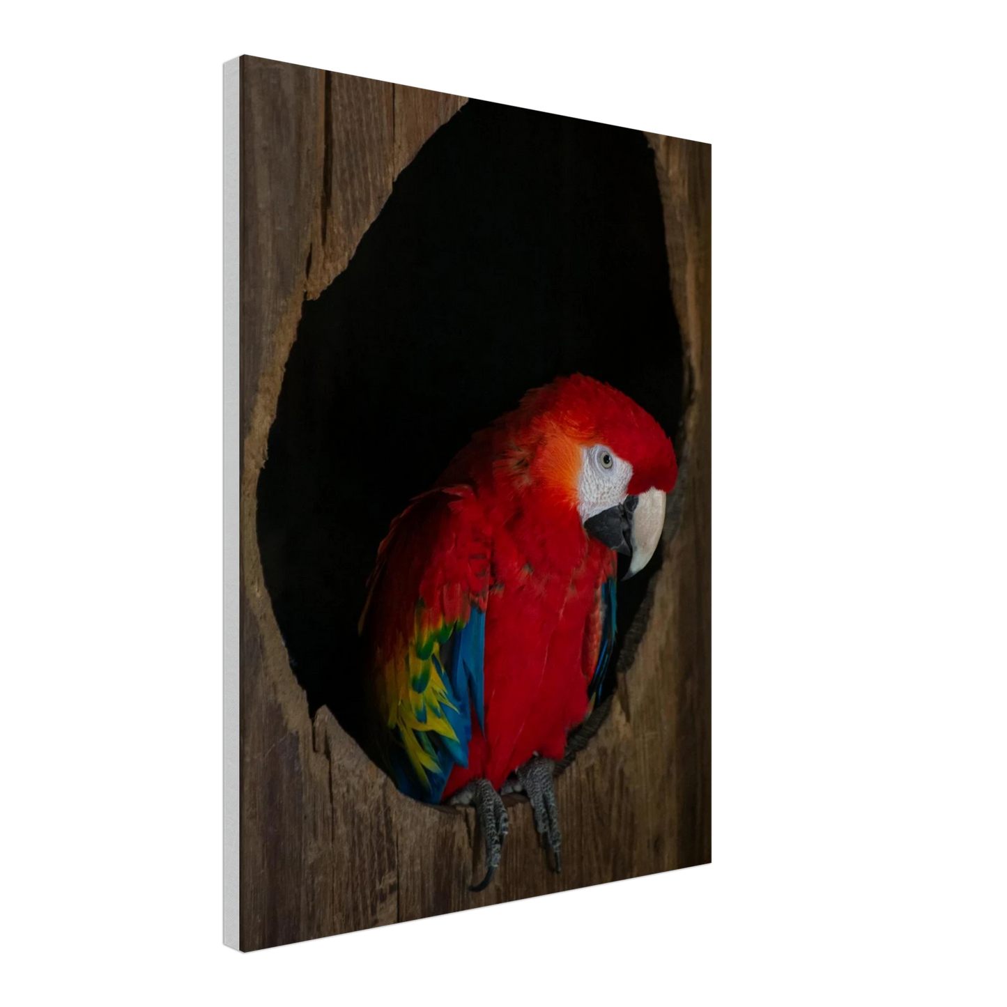 Canvas Print wall art featuring a close-up of a red, blue, and yellow Parrot in a dark wooden nest hole