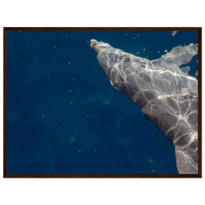 Wooden framed wall art featuring a close-up of a Dolphin swimming under the surface of crystal clear blue sea water