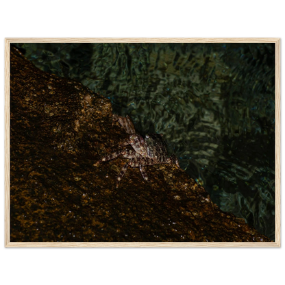The Crab – crab on the seashore nature photography photo print in a wooden frame