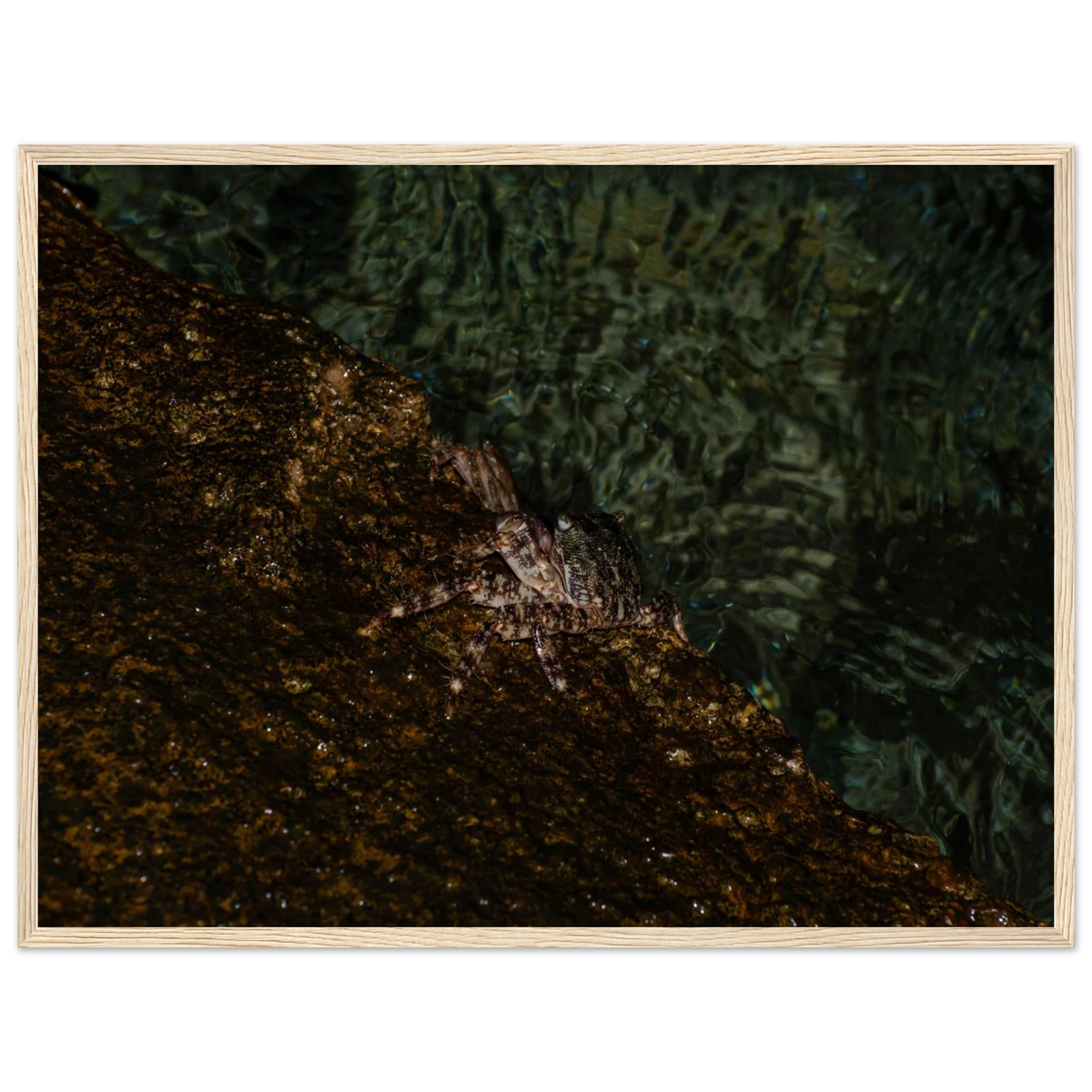 The Crab – crab on the seashore nature photography photo print in a wooden frame