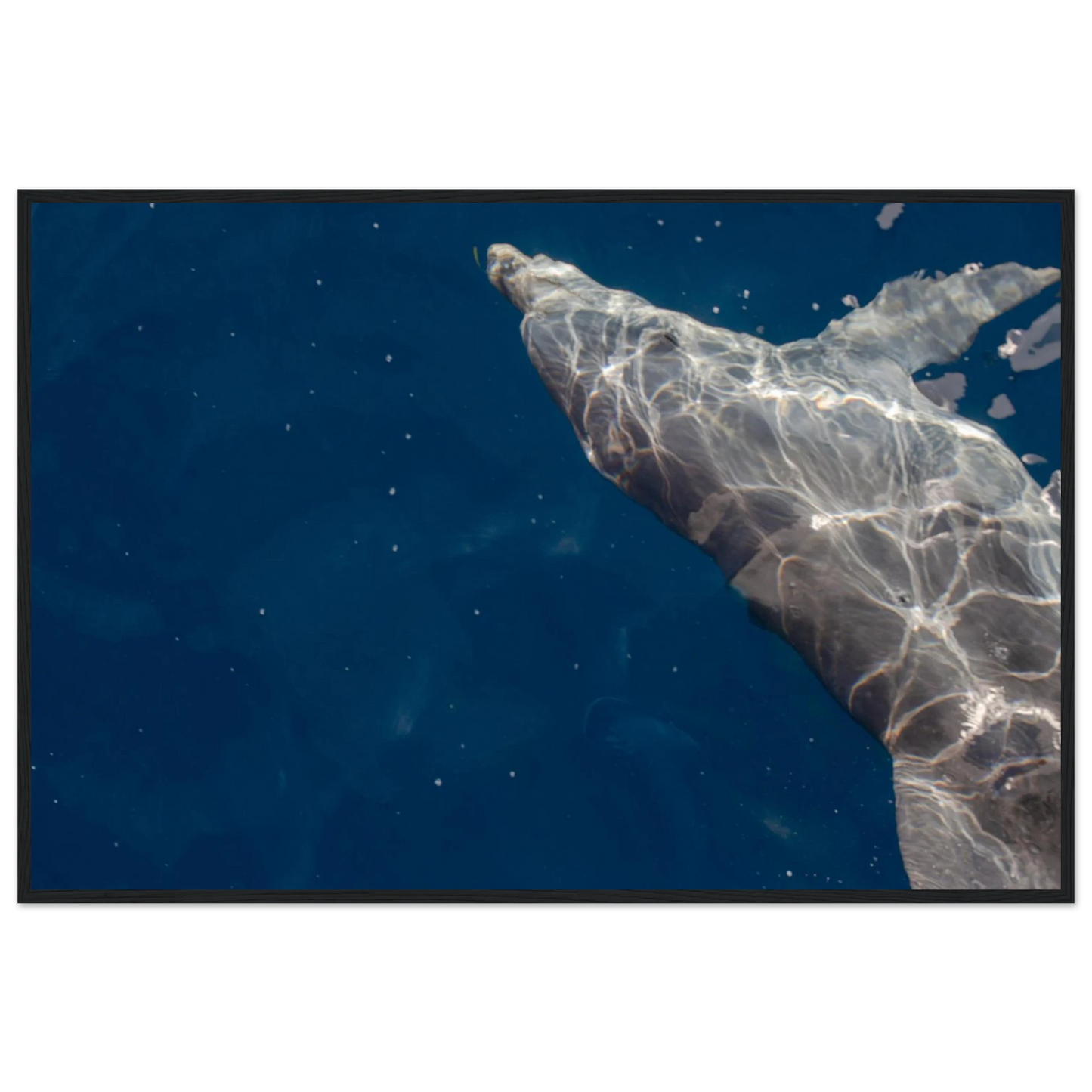 Wooden framed wall art featuring a close-up of a Dolphin swimming under the surface of crystal clear blue sea water