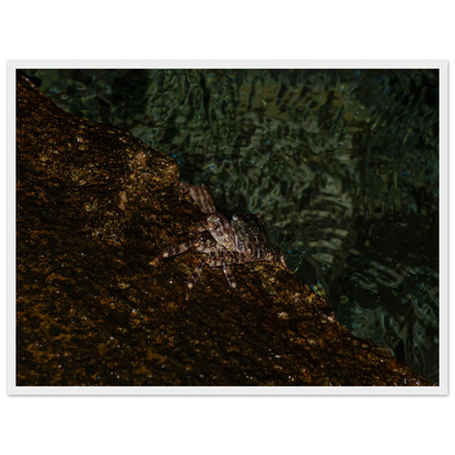 The Crab – crab on the seashore nature photography photo print in a wooden frame