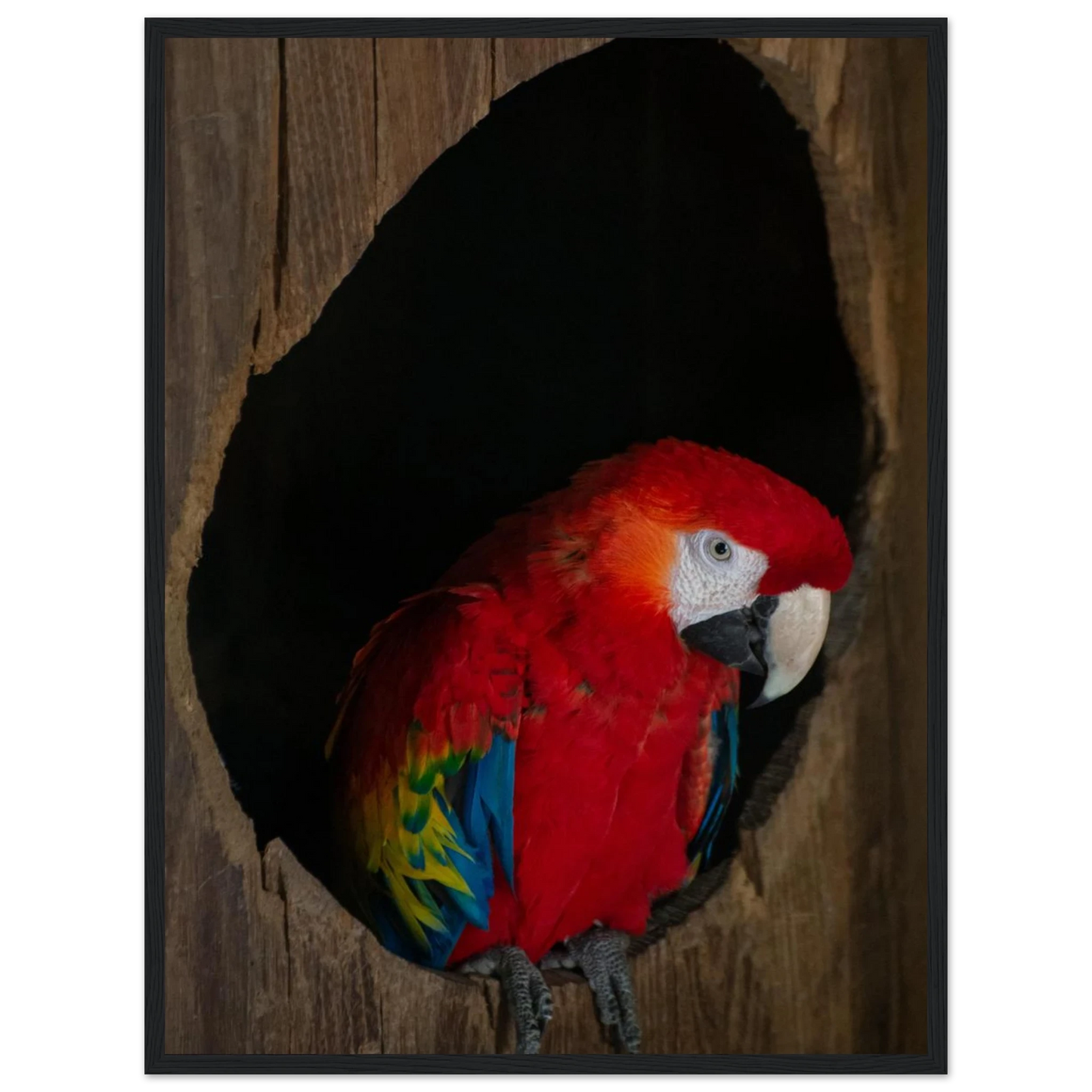 Wooden framed wall art featuring a close-up of a red, blue, and yellow Parrot in a dark wooden nest hole
