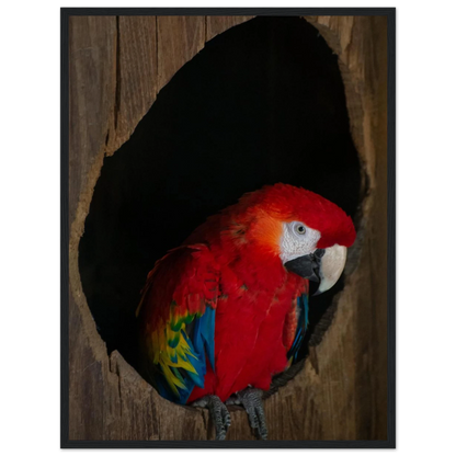 Wooden framed wall art featuring a close-up of a red, blue, and yellow Parrot in a dark wooden nest hole
