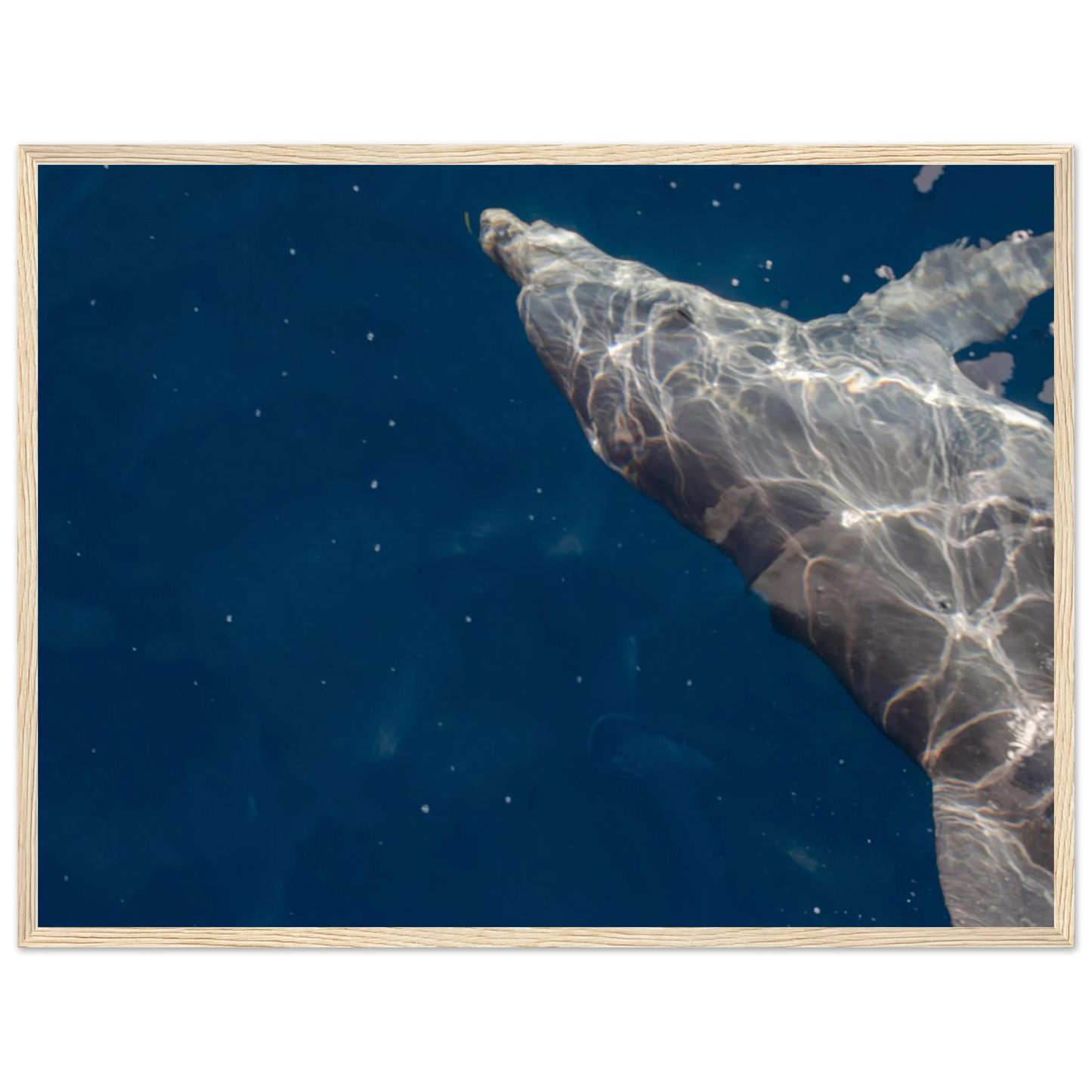 Wooden framed wall art featuring a close-up of a Dolphin swimming under the surface of crystal clear blue sea water