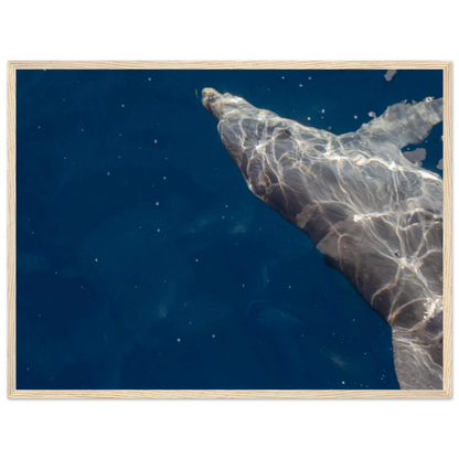 Wooden framed wall art featuring a close-up of a Dolphin swimming under the surface of crystal clear blue sea water