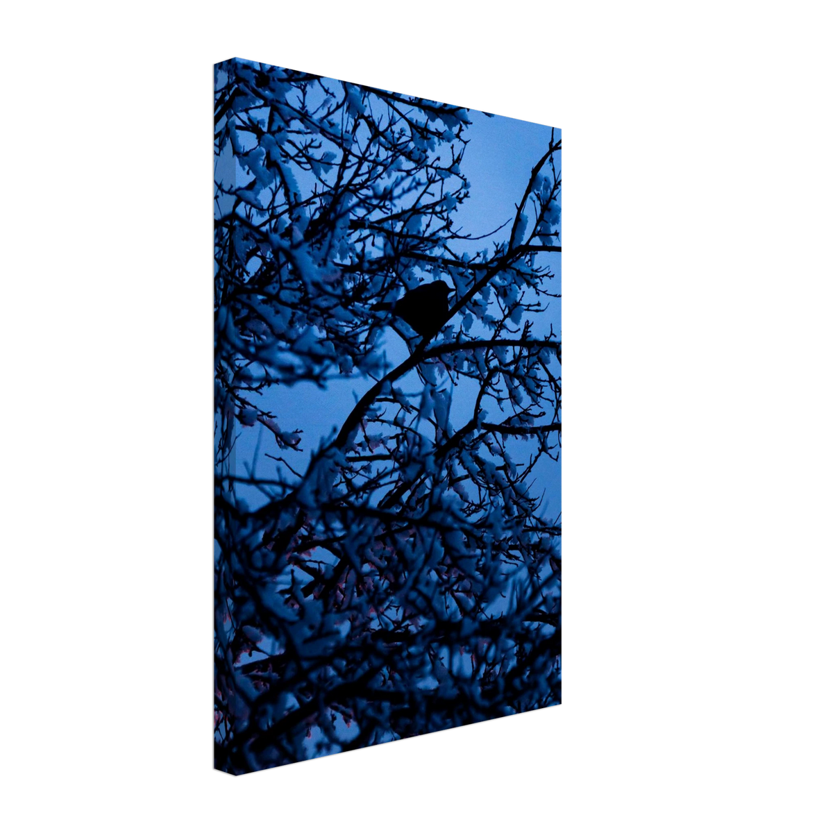 Blue Bird – blue bird on a branch nature photography canvas print
