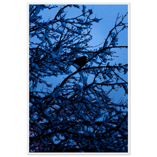 Blue Bird – blue bird on a branch nature photography photo print in a wooden frame