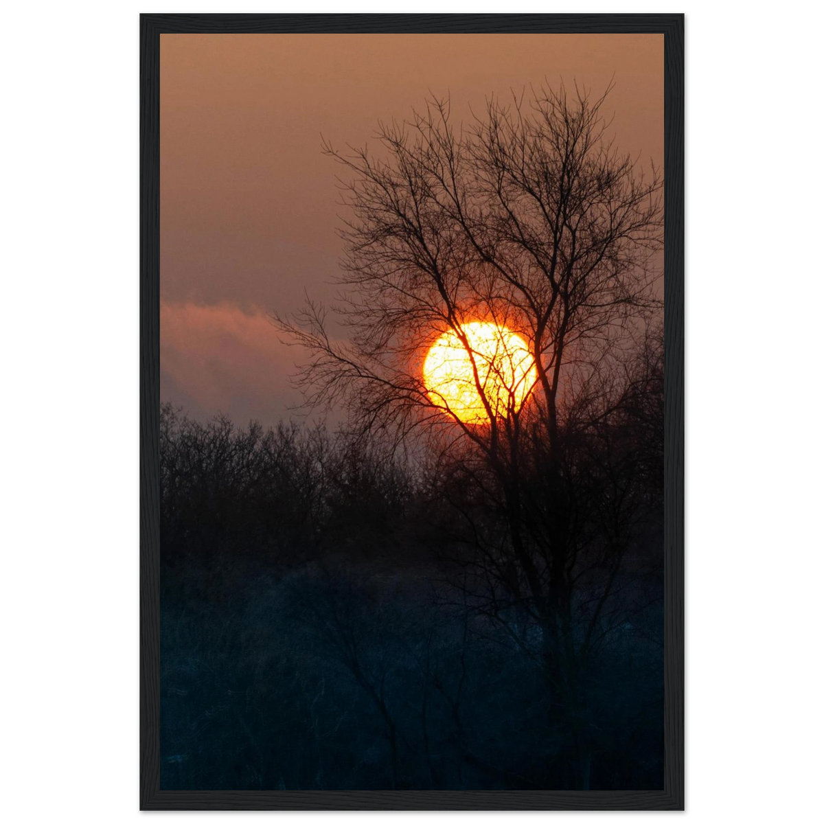Yellow Crown – sunset behind trees nature photography photo print in a wooden frame