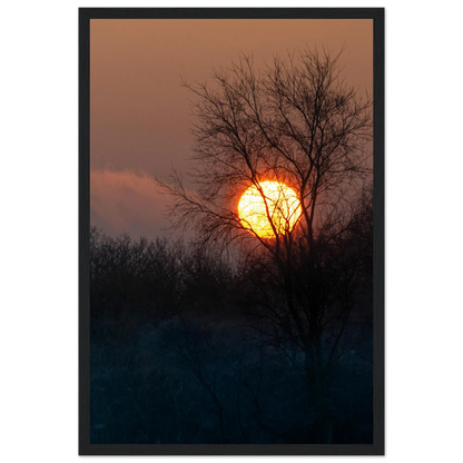 Yellow Crown – sunset behind trees nature photography photo print in a wooden frame