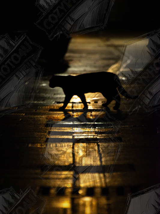 The Mysterious Cat – cat on a night street photography high-resolution digital photo download