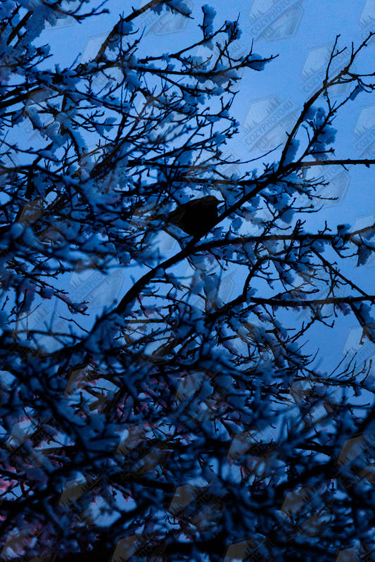 Blue Bird – blue bird on a branch nature photography high-resolution digital photo download
