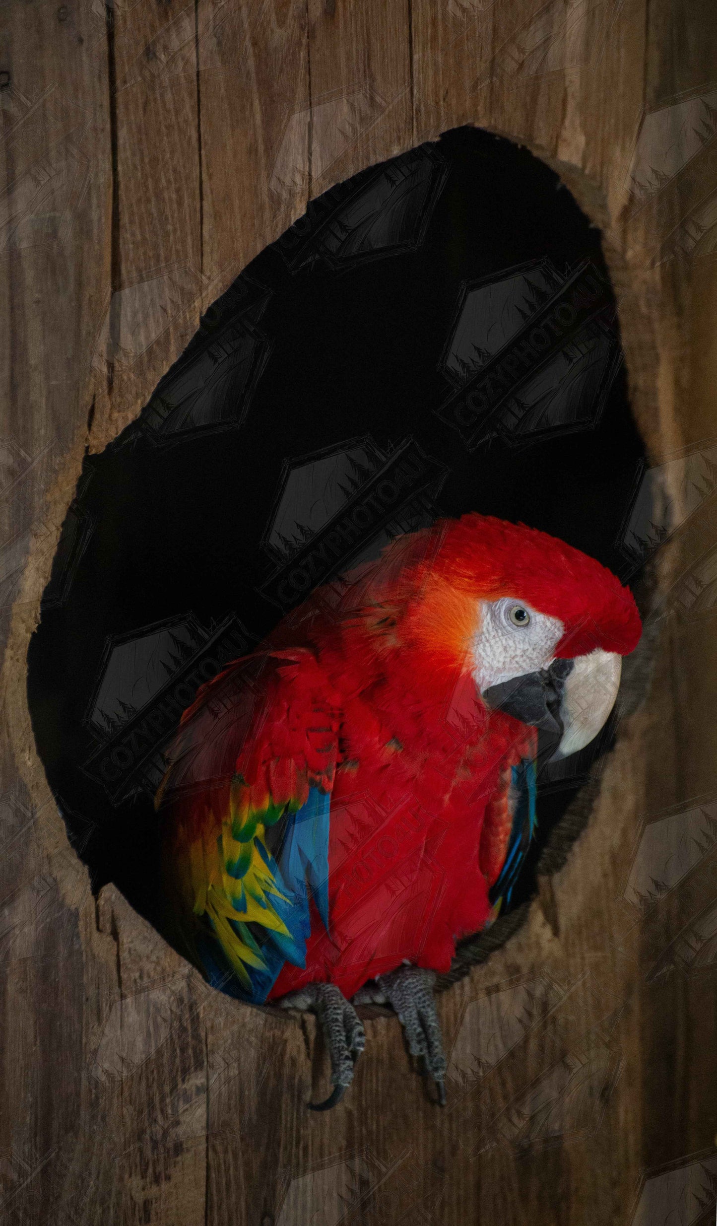 Digital Picture wall art featuring a close-up of a red, blue, and yellow Parrot in a dark wooden nest hole