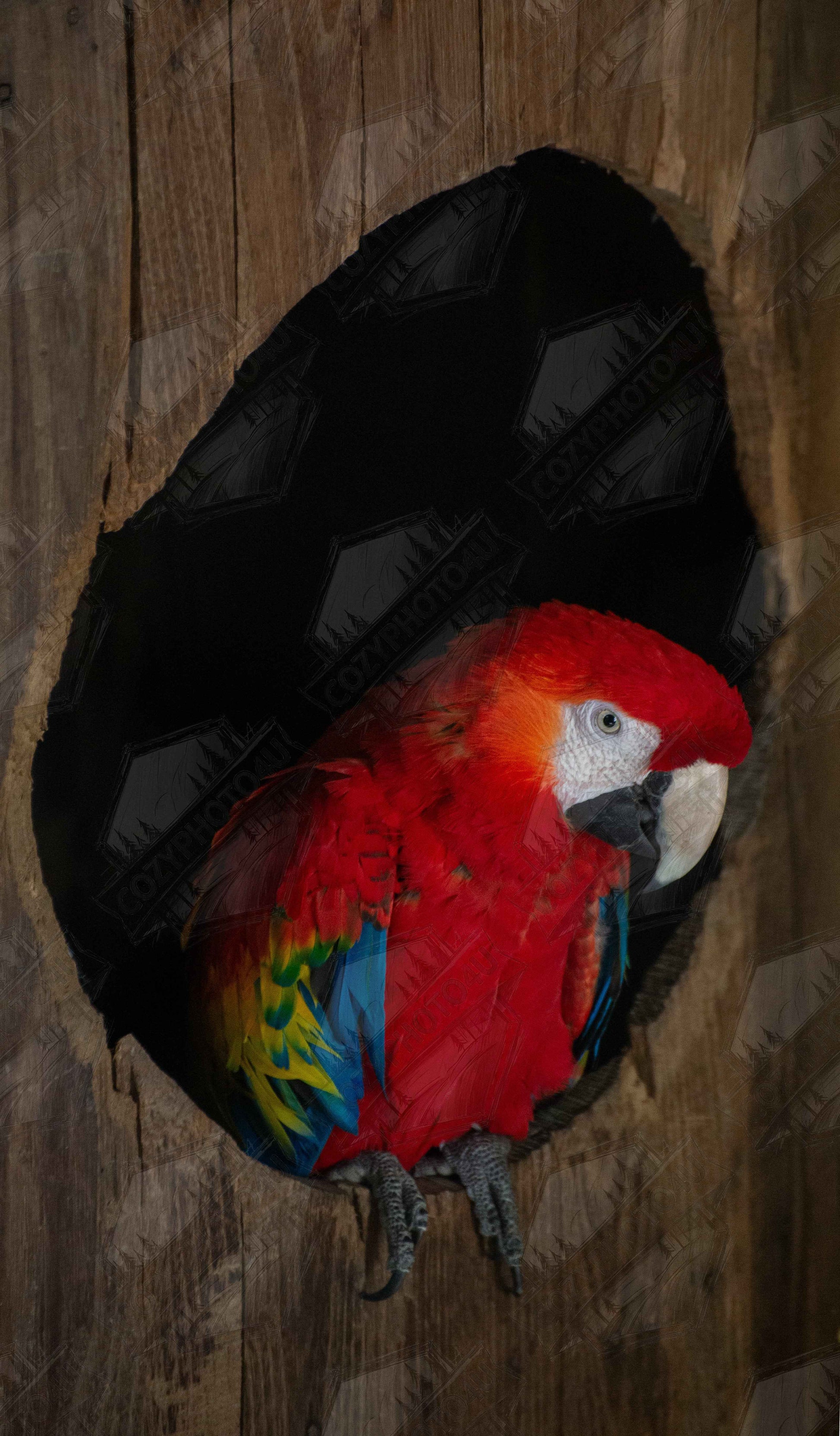 Digital Picture wall art featuring a close-up of a red, blue, and yellow Parrot in a dark wooden nest hole