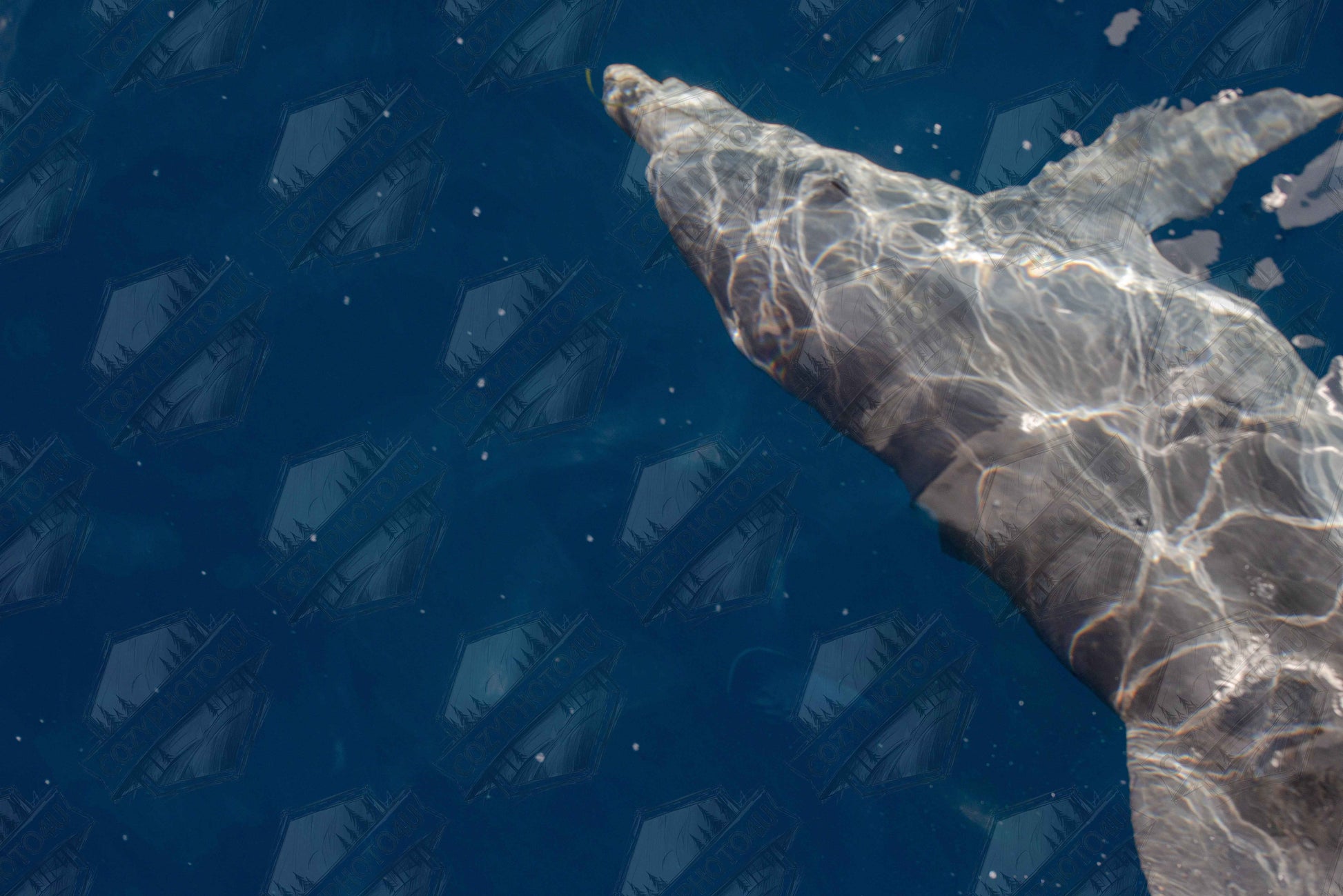 Digital Picture art featuring a close-up of a Dolphin swimming under the surface of crystal clear blue sea water