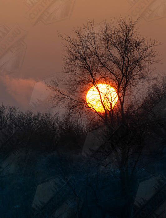 Yellow Crown – sunset behind trees nature photography high-resolution digital photo download