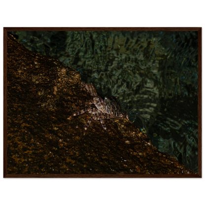 The Crab – crab on the seashore nature photography photo print in a wooden frame