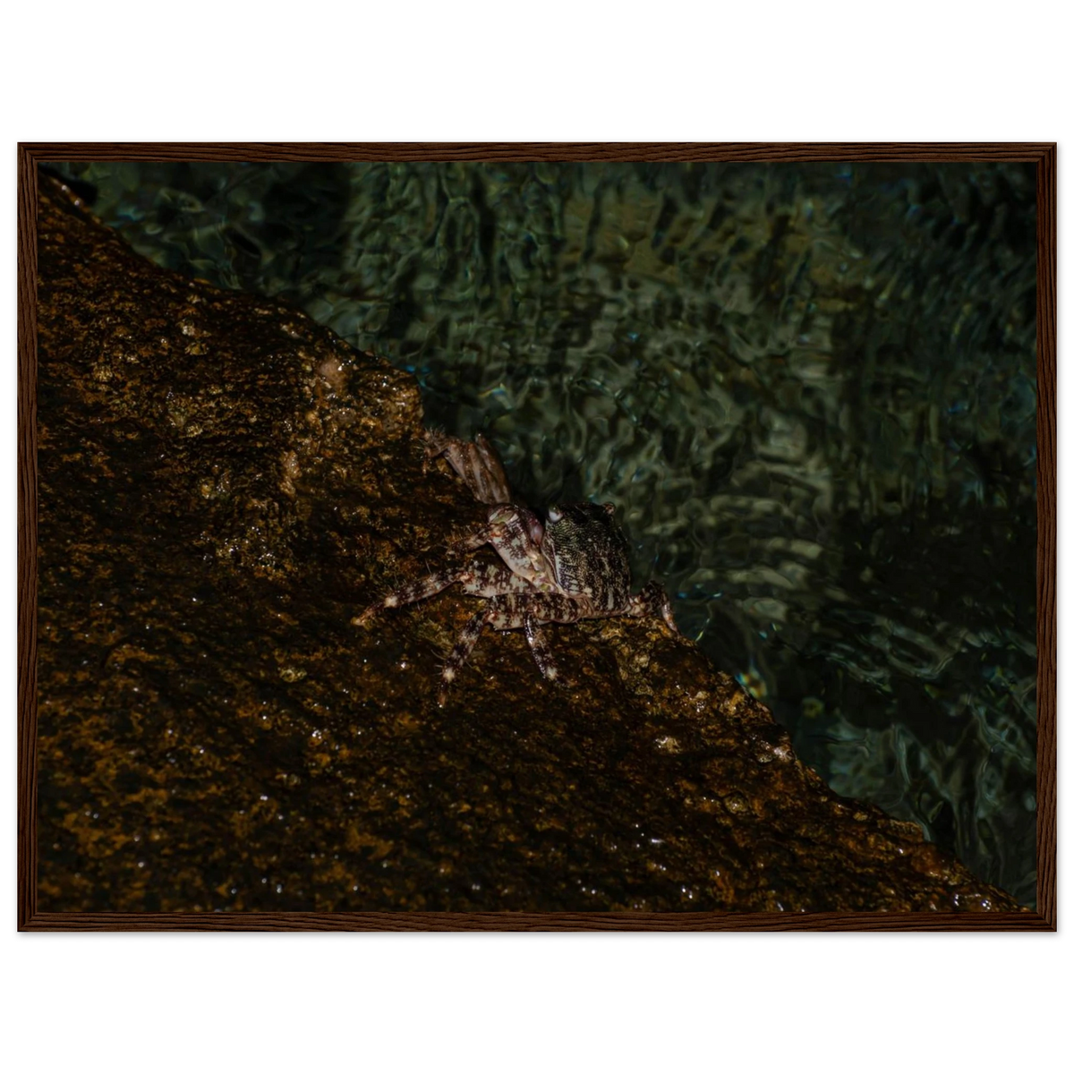 The Crab – crab on the seashore nature photography photo print in a wooden frame