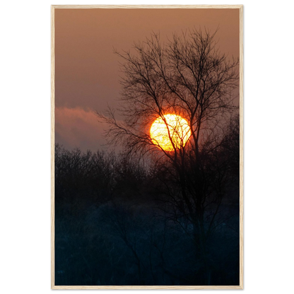 Yellow Crown – sunset behind trees nature photography photo print in a wooden frame
