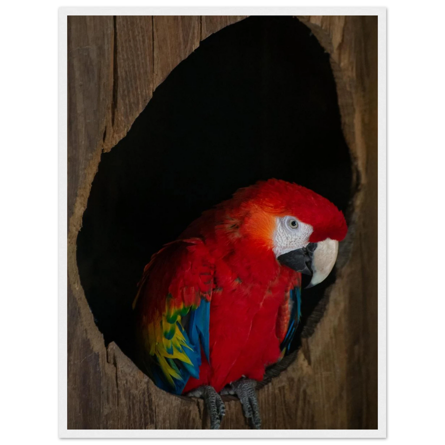 Wooden framed wall art featuring a close-up of a red, blue, and yellow Parrot in a dark wooden nest hole
