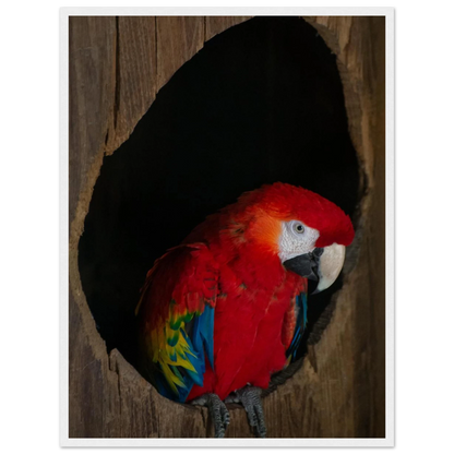 Wooden framed wall art featuring a close-up of a red, blue, and yellow Parrot in a dark wooden nest hole