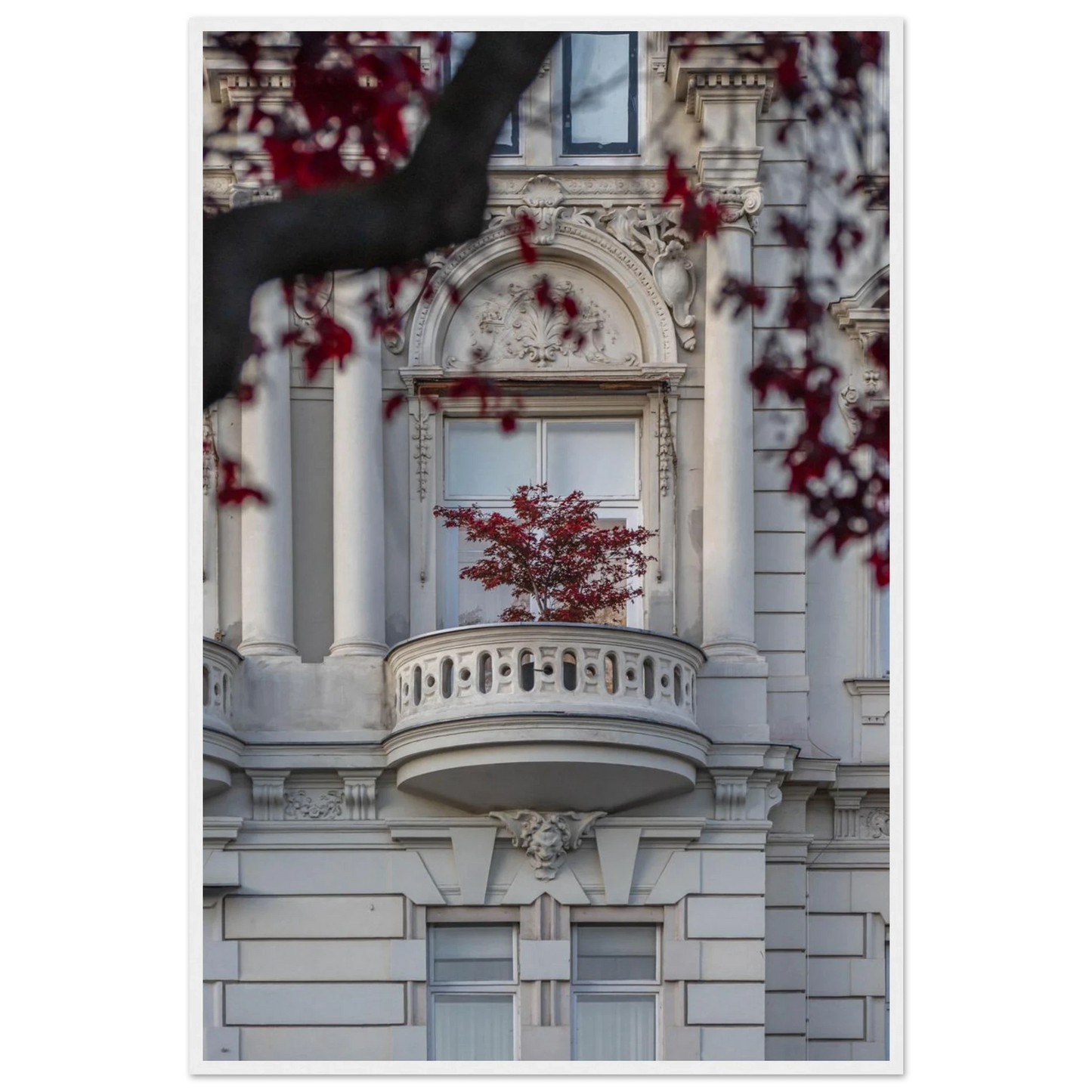 Red leaved tree in autumn colors in front of a historic stone building facade on wooden framed wall art
