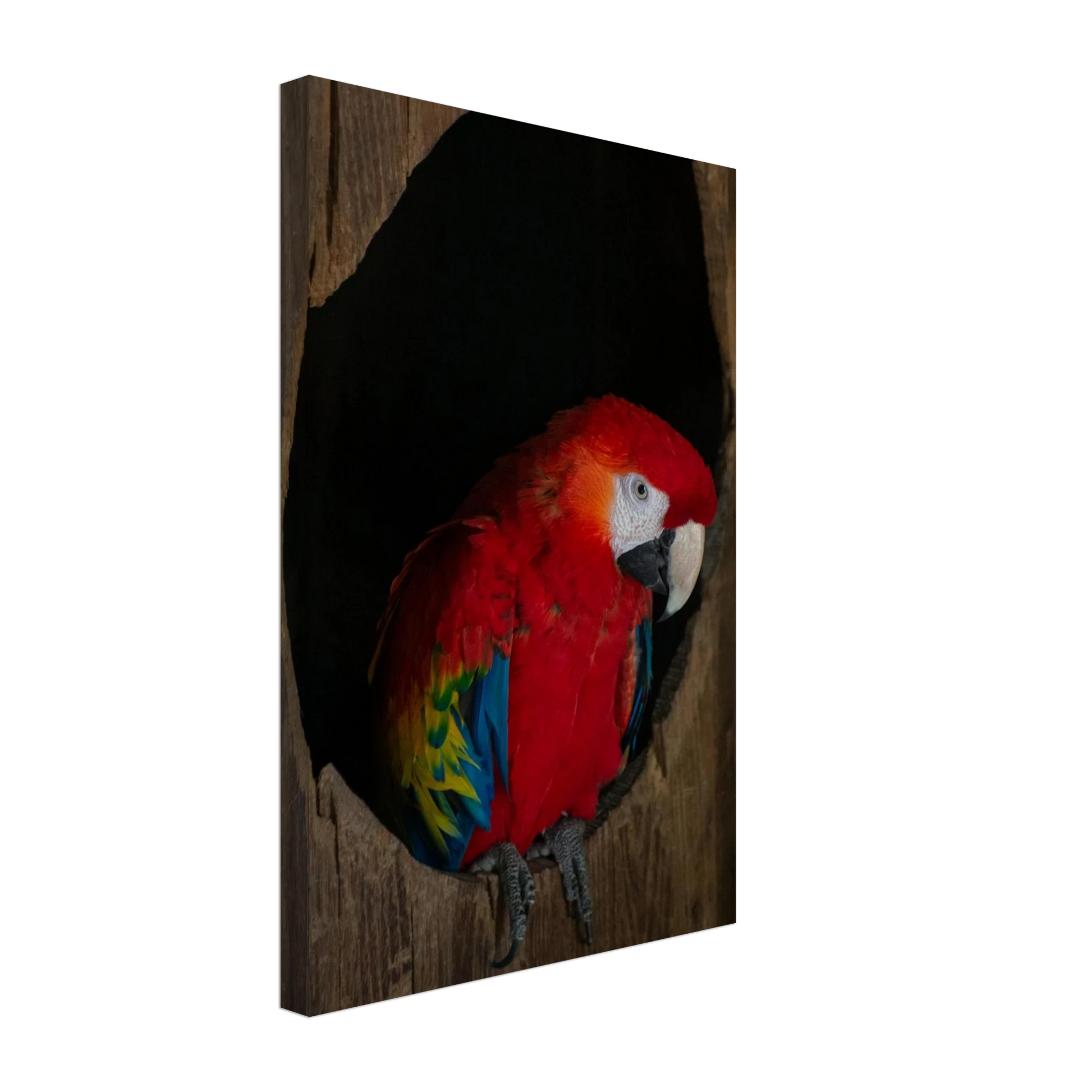 Canvas Print wall art featuring a close-up of a red, blue, and yellow Parrot in a dark wooden nest hole