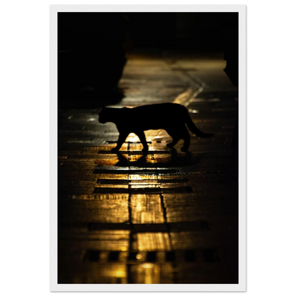 The Mysterious Cat – cat on a night street photography photo print in a wooden frame