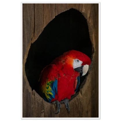 Wooden framed wall art featuring a close-up of a red, blue, and yellow Parrot in a dark wooden nest hole