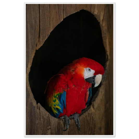 Wooden framed wall art featuring a close-up of a red, blue, and yellow Parrot in a dark wooden nest hole