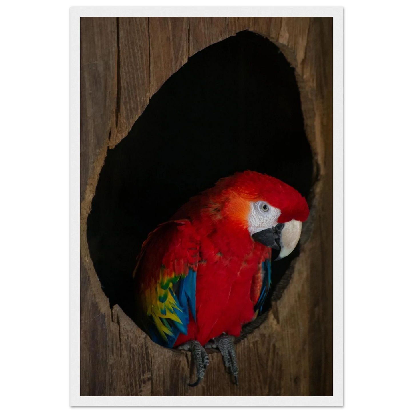 Wooden framed wall art featuring a close-up of a red, blue, and yellow Parrot in a dark wooden nest hole