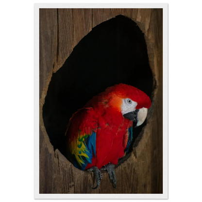 Wooden framed wall art featuring a close-up of a red, blue, and yellow Parrot in a dark wooden nest hole
