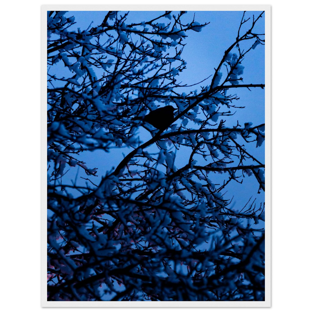 Blue Bird – kék madár faágon fakeretes fotónyomat