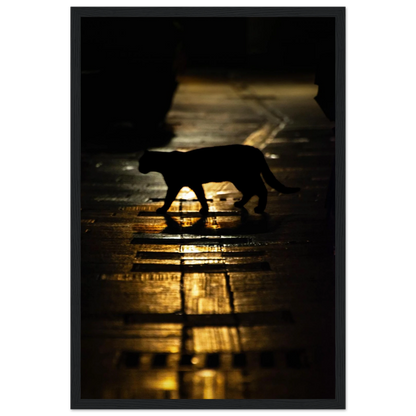 The Mysterious Cat – cat on a night street photography photo print in a wooden frame