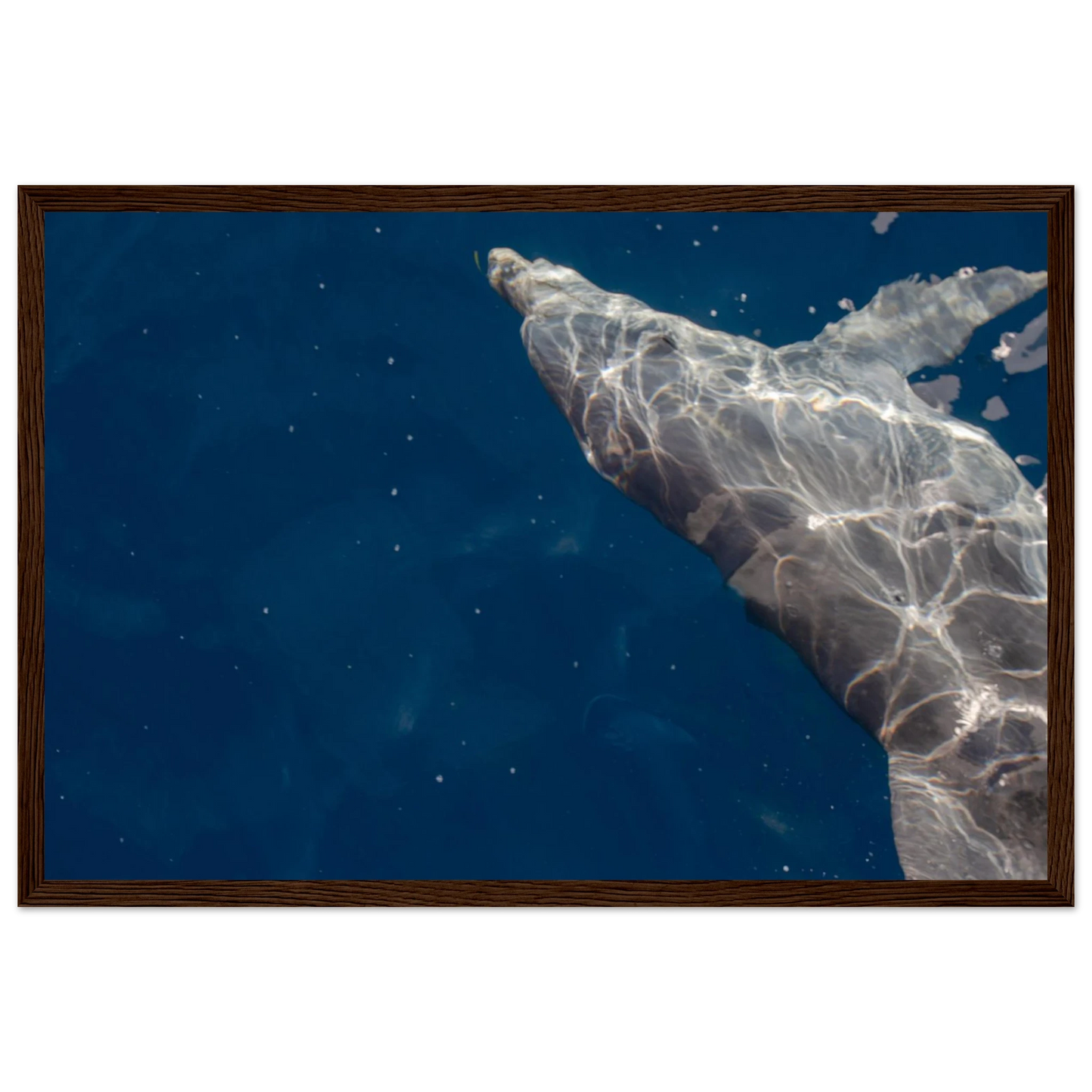 Wooden framed wall art featuring a close-up of a Dolphin swimming under the surface of crystal clear blue sea water