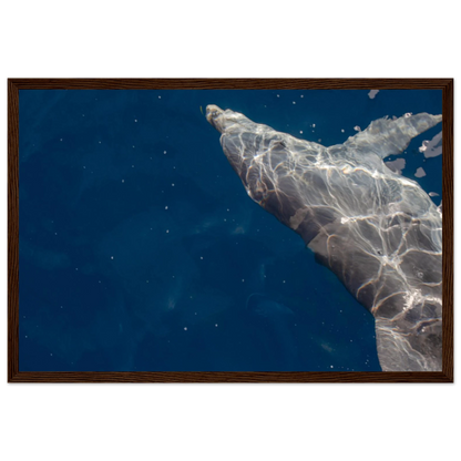 Wooden framed wall art featuring a close-up of a Dolphin swimming under the surface of crystal clear blue sea water