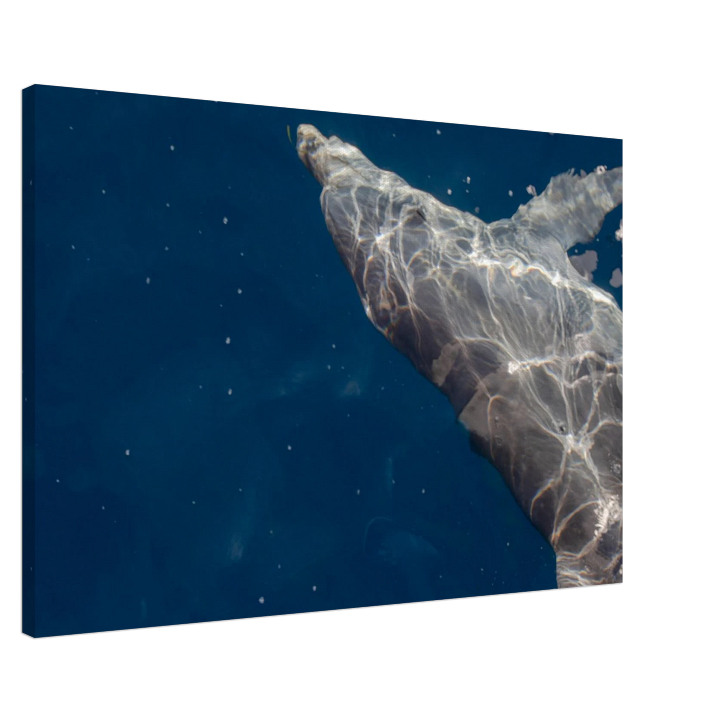 Canvas print wall art featuring a close-up of a Dolphin swimming under the surface of crystal clear blue sea water