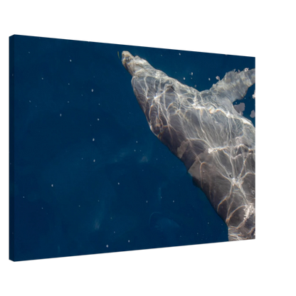 Canvas print wall art featuring a close-up of a Dolphin swimming under the surface of crystal clear blue sea water