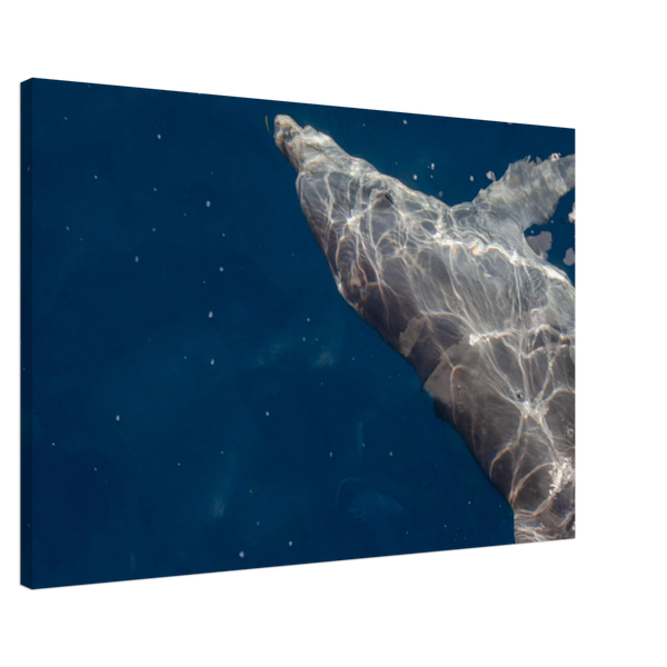 c02b7d07-7b16-46e7-9d30-46529904468b