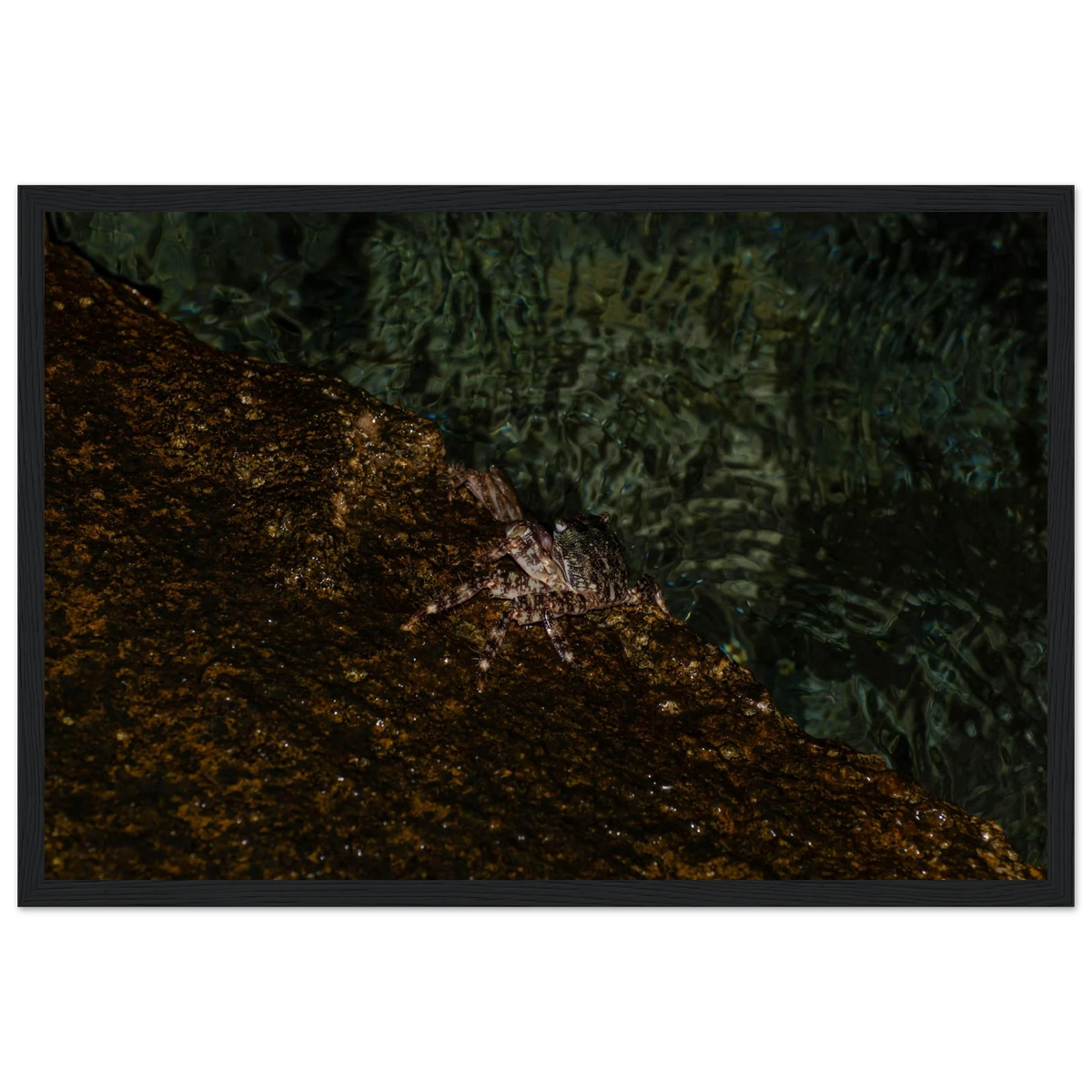 The Crab – crab on the seashore nature photography photo print in a wooden frame